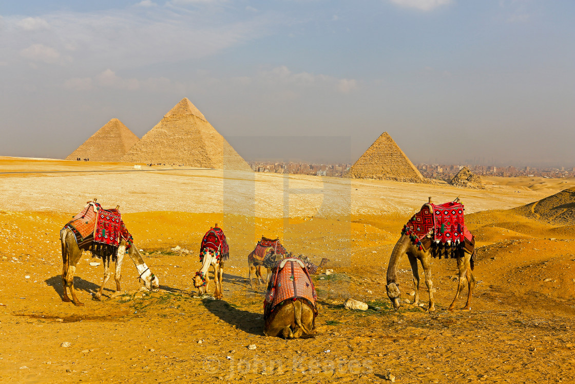 "Camels in front of the Pyramids, Giza, Egypt, North Africa" stock image