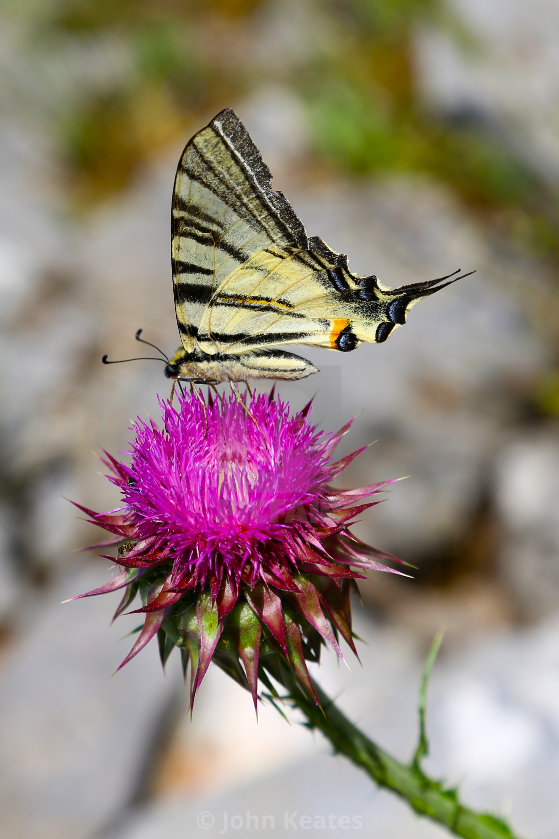 "Scarce Swallowtail (Iphiclides podalirius) butterfly on a purple" stock image