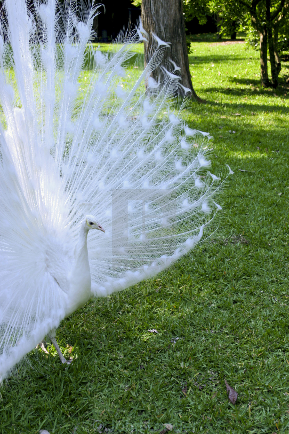 White Female Peacock License Download Or Print For 99 Photos Picfair