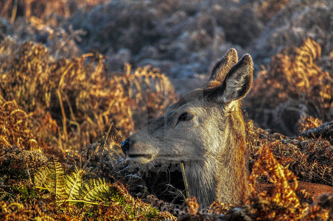 "Red deer hind in the bracken." by John Royle - $15.31 "Red deer hind in the bracken." stock image