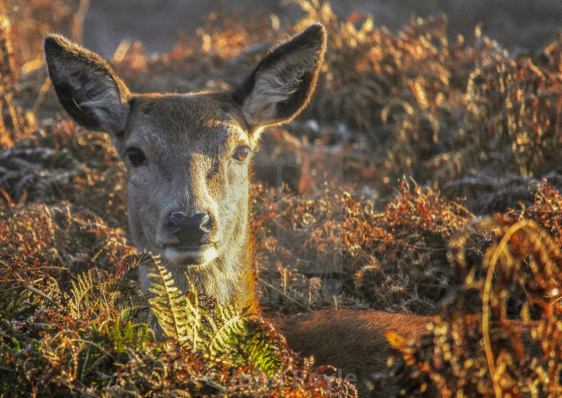 "Red deer hind in the bracken." by John Royle - $15.31 "Red deer hind in the bracken." stock image