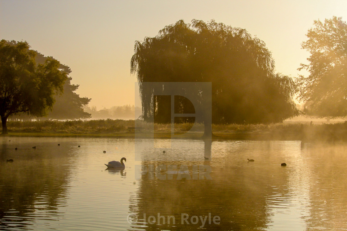 "Swan on a lake in Autumn/Fall" by John Royle - $15.31 "Swan on a lake in Autumn/Fall" stock image