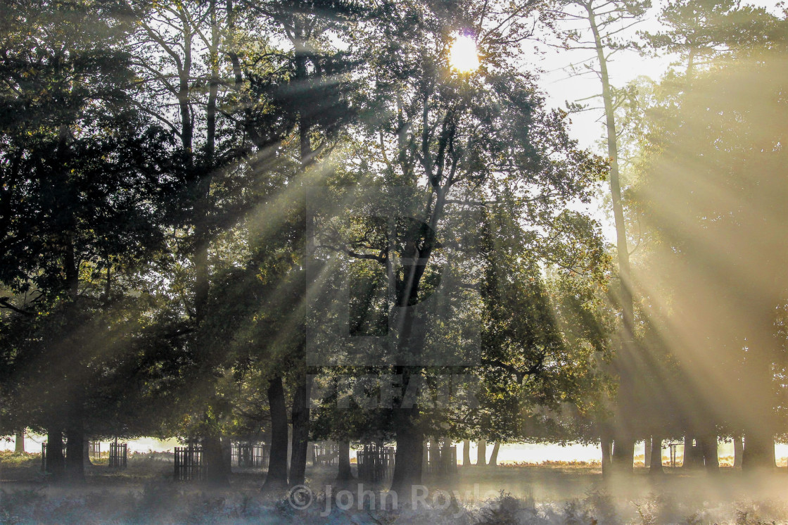 "Sunlight through the trees." by John Royle - $15.31 "Sunlight through the trees." stock image