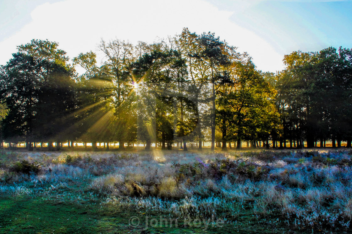 "Sunlight through the trees." by John Royle - $15.31 "Sunlight through the trees." stock image