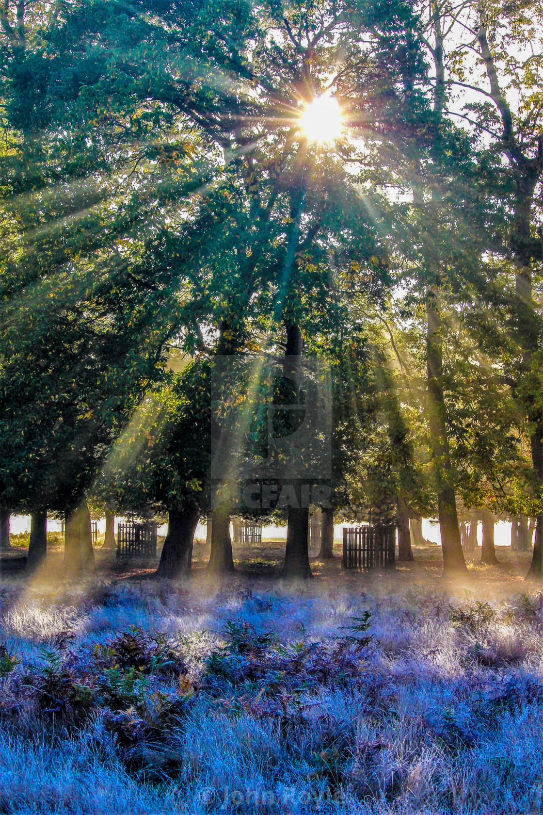 "Sunlight through the trees." by John Royle - $15.31 "Sunlight through the trees." stock image