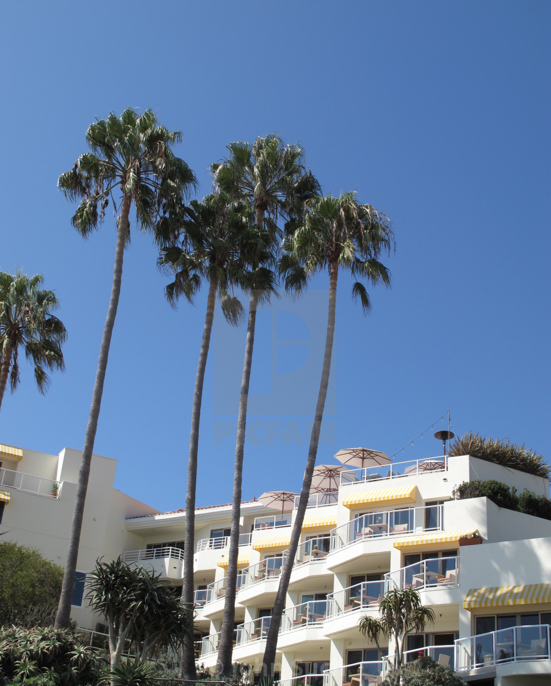 "Palm Trees" stock image