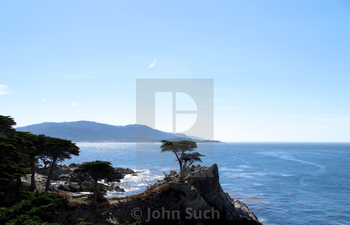 "Cypress Tree" stock image