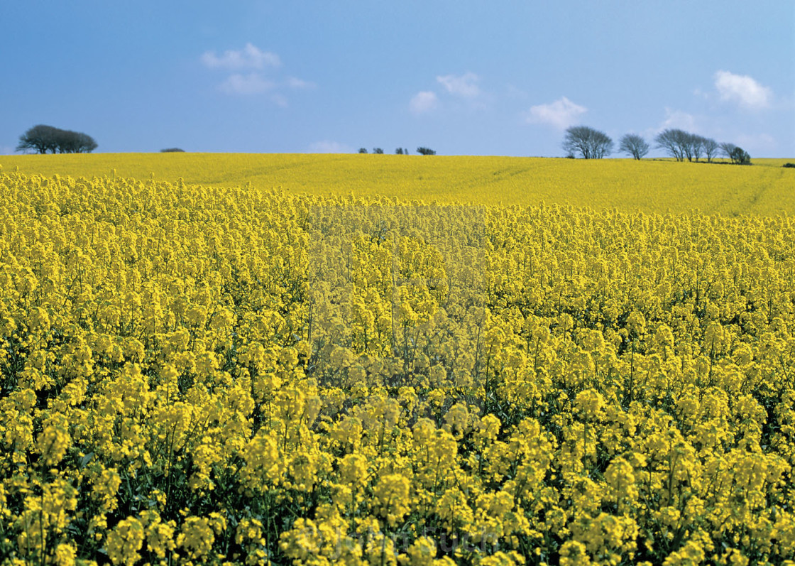 "Rape Seed" stock image