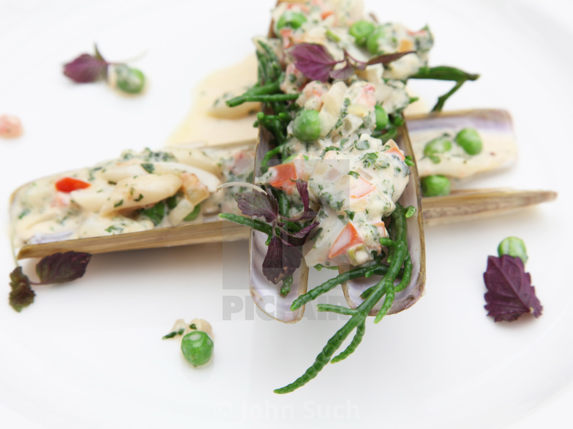 "Razor Clams" stock image