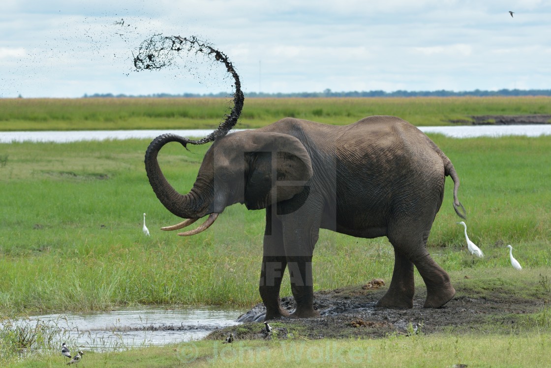 "Elephant mud bath" stock image