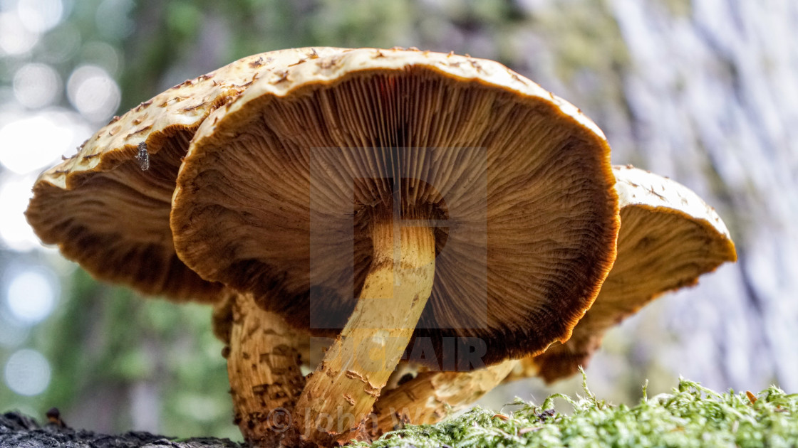 "Mushroom" stock image