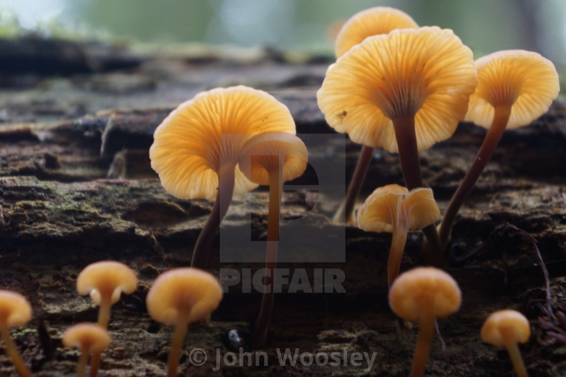 "Mushrooms growing out of a Log" by John Woosley - $6.07 "Mushrooms growing out of a Log" stock image