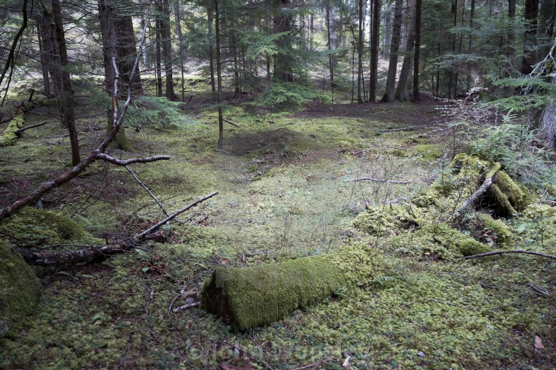 "Moss covered forest floor" stock image