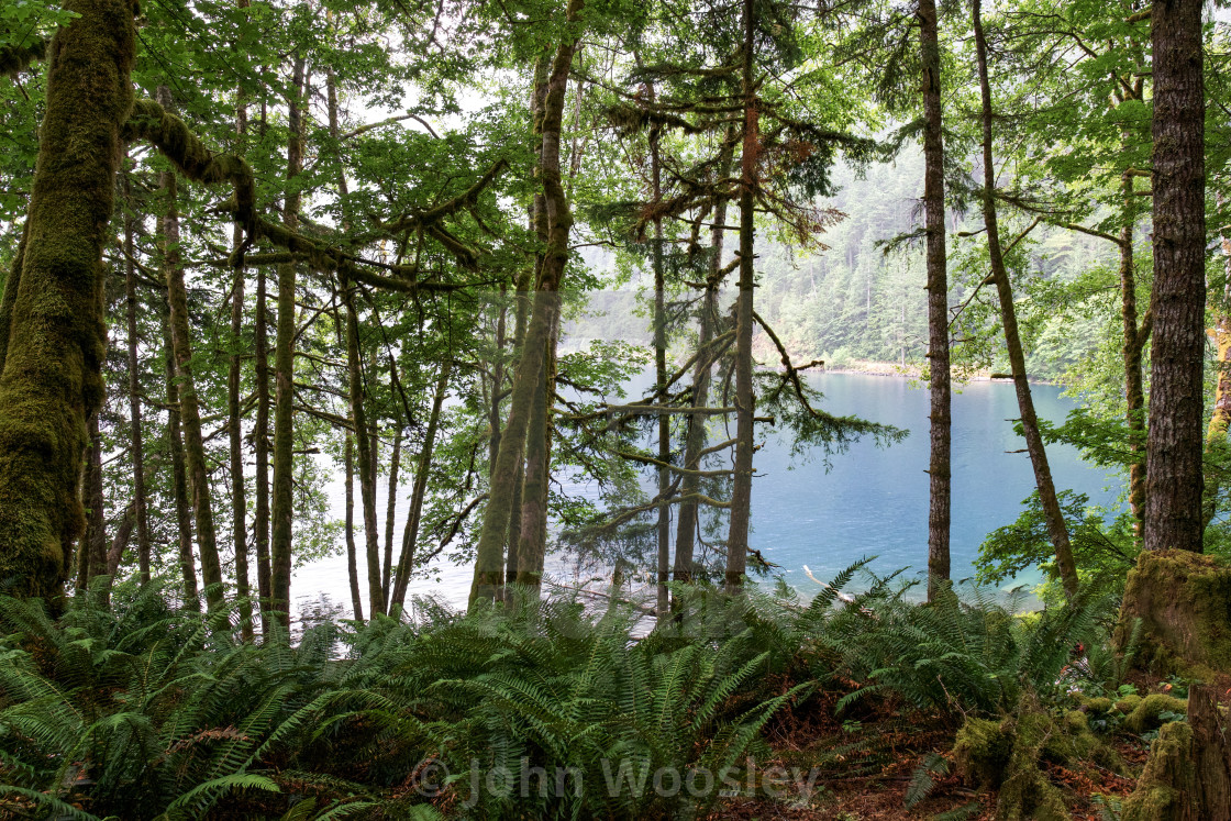 "Over Looking Lake Crescent" stock image