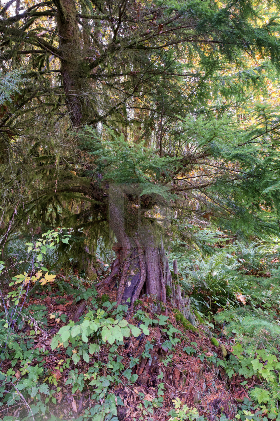 "Twisted nurse tree" stock image