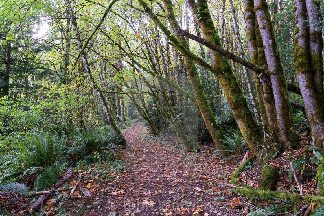 "Curved path through trees" stock image