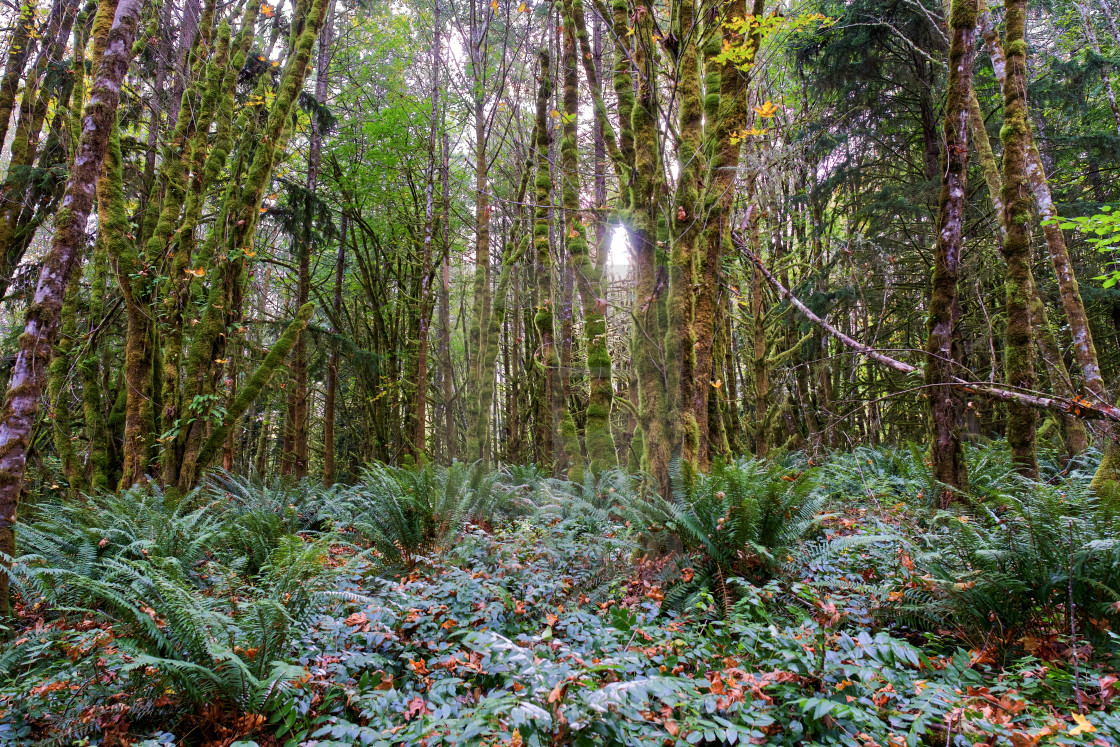 "Glowing moss" stock image