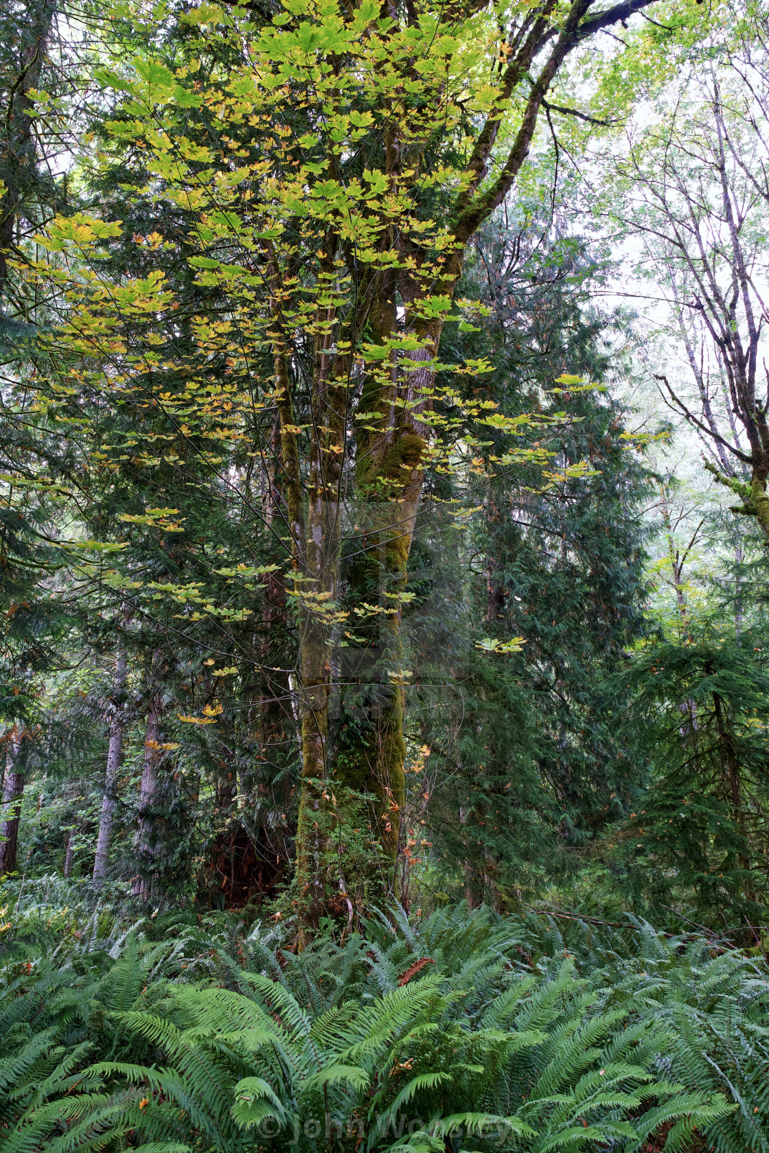 "Floating Leaves" stock image