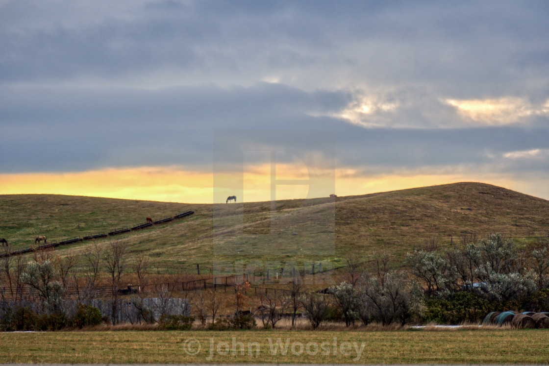 "Horses grazing in early morning light" stock image