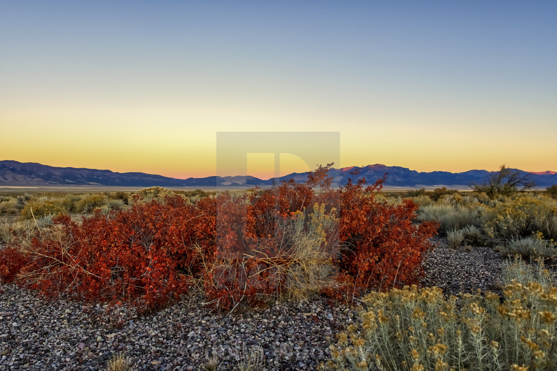 "Red bush in the desert" stock image