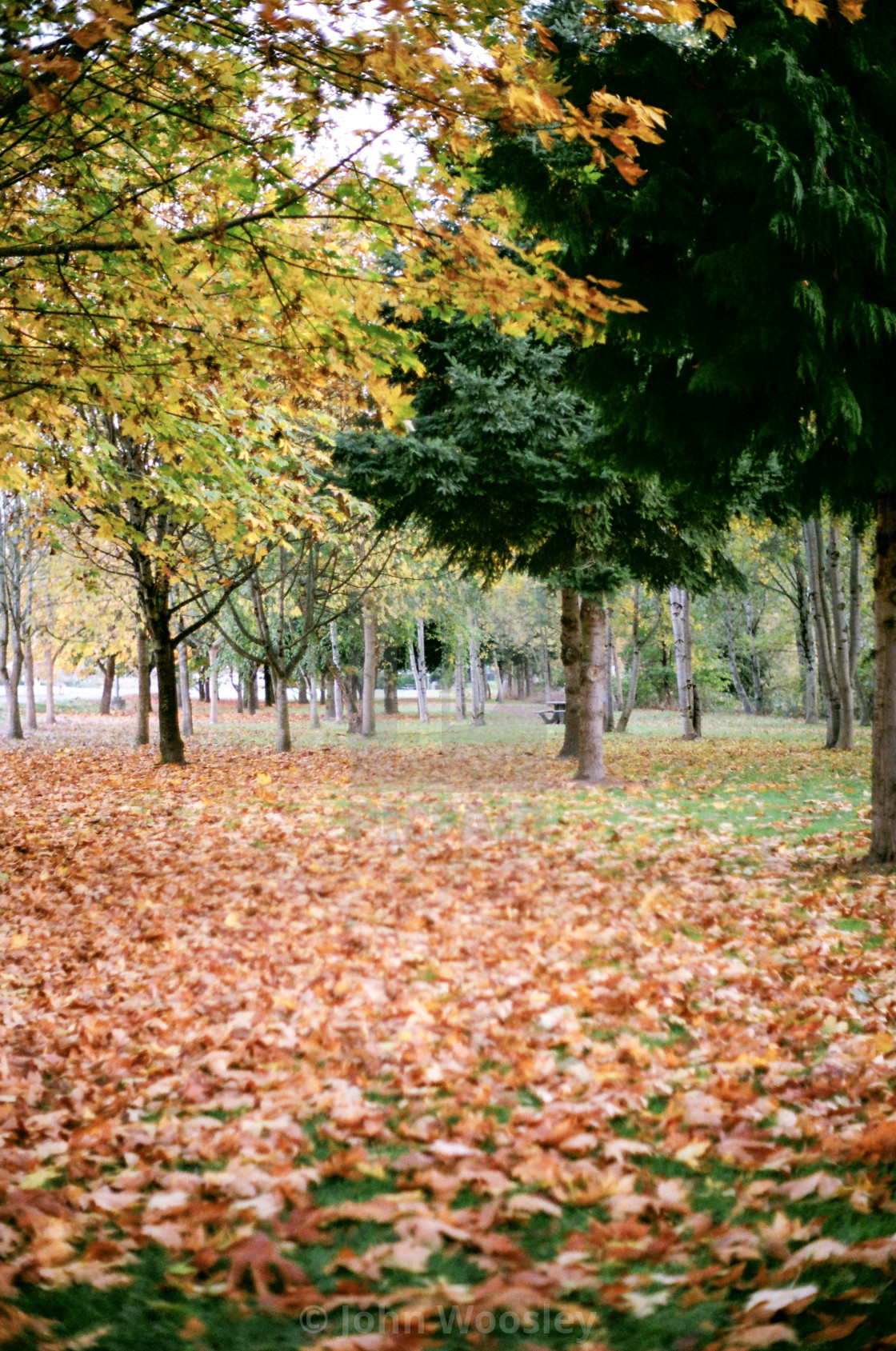 "Fall in Washington" stock image