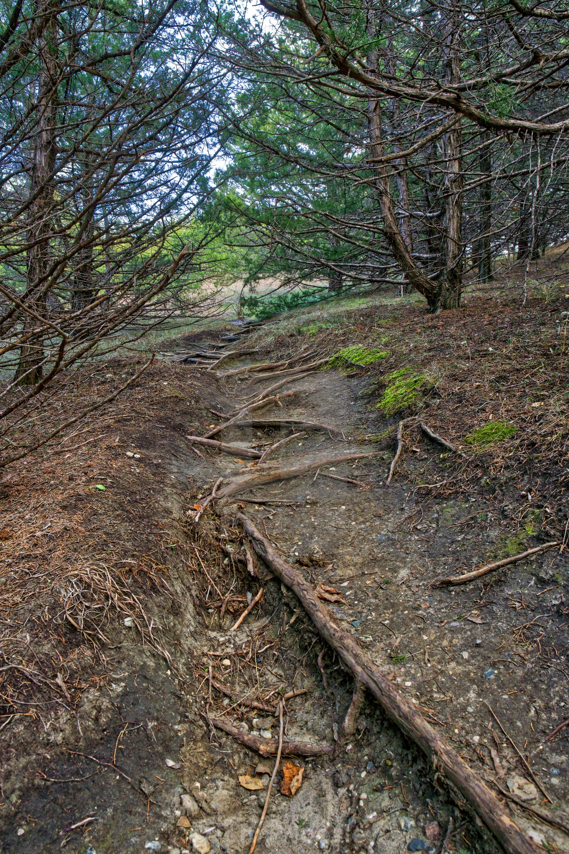 "Exposed roots by water" stock image