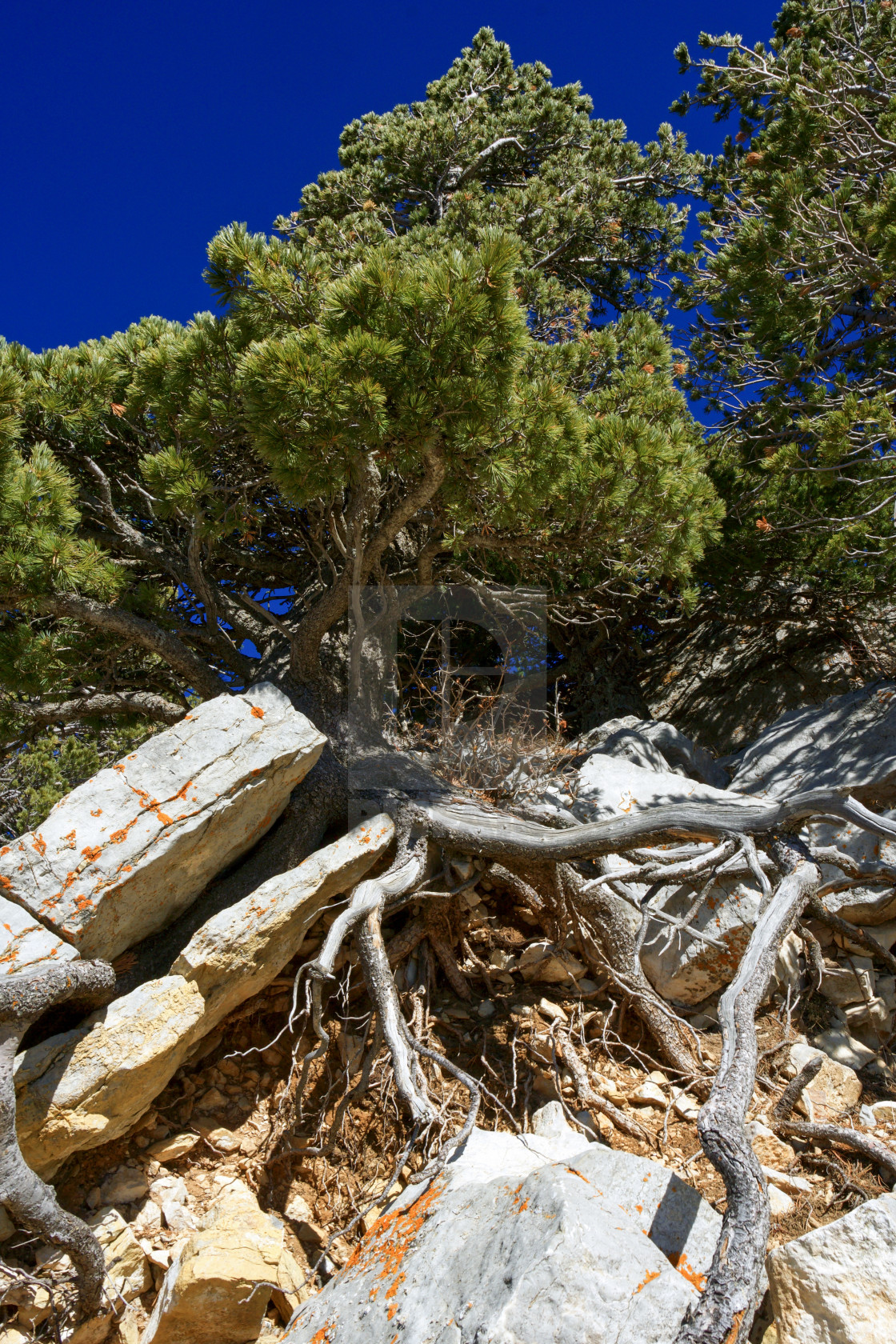 "Stubborn tree" stock image