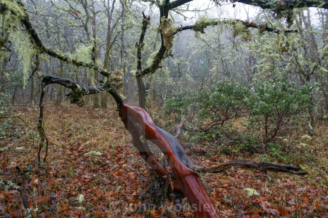 "Foggy Morning" stock image