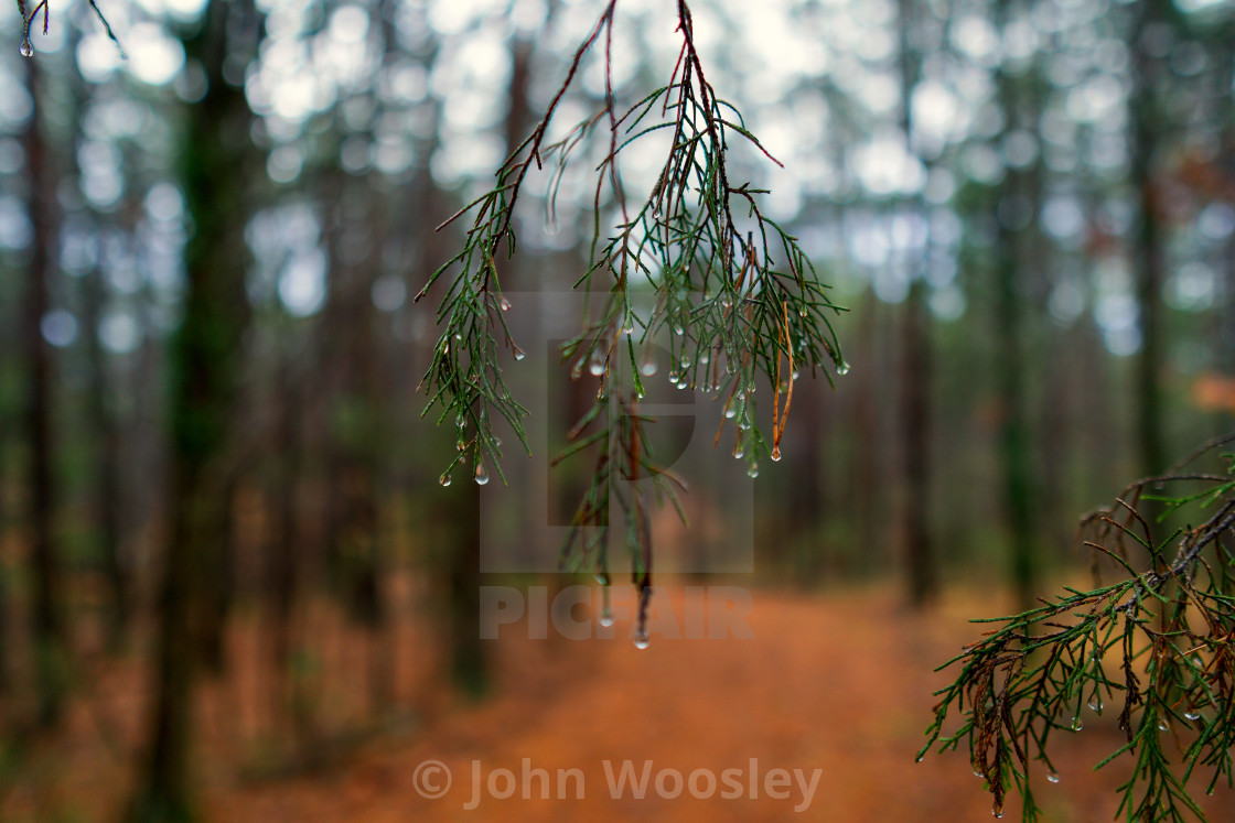 "Water droplets on cedar" stock image