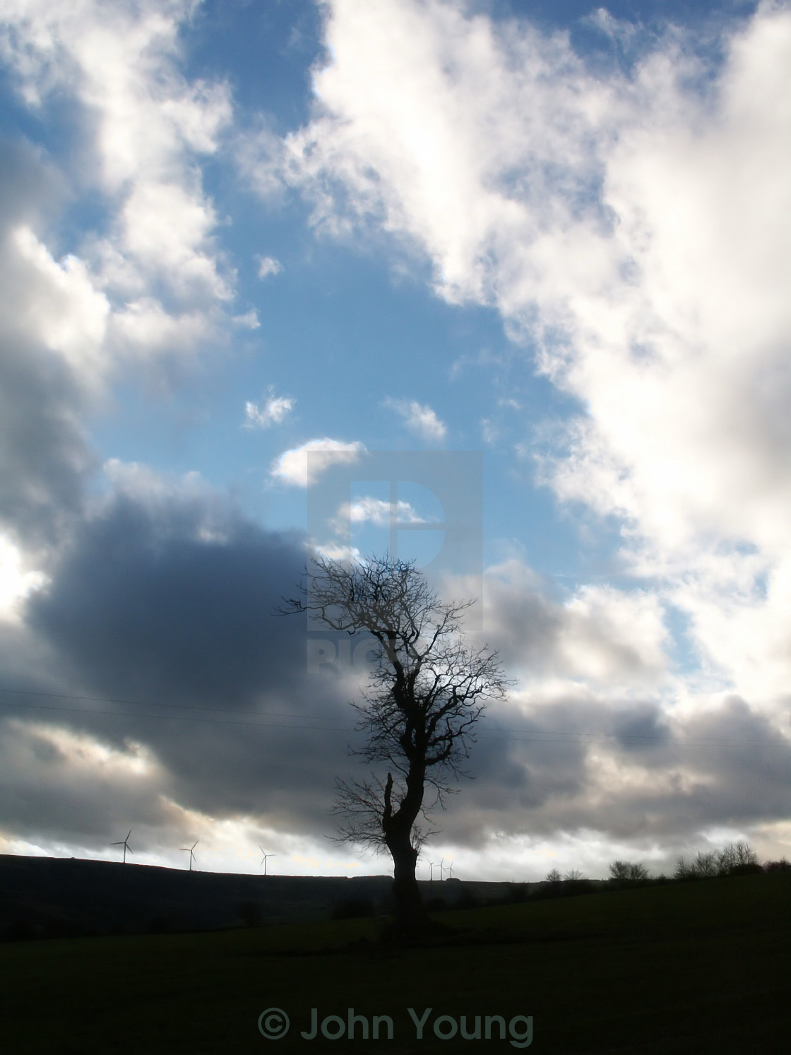 "Tree and Sky" stock image