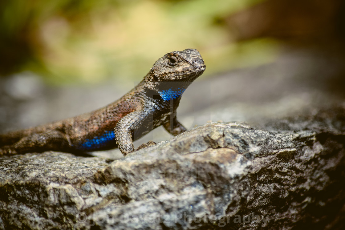 "Eastern Fence Lizard (Sceloporus undulatus)" stock image