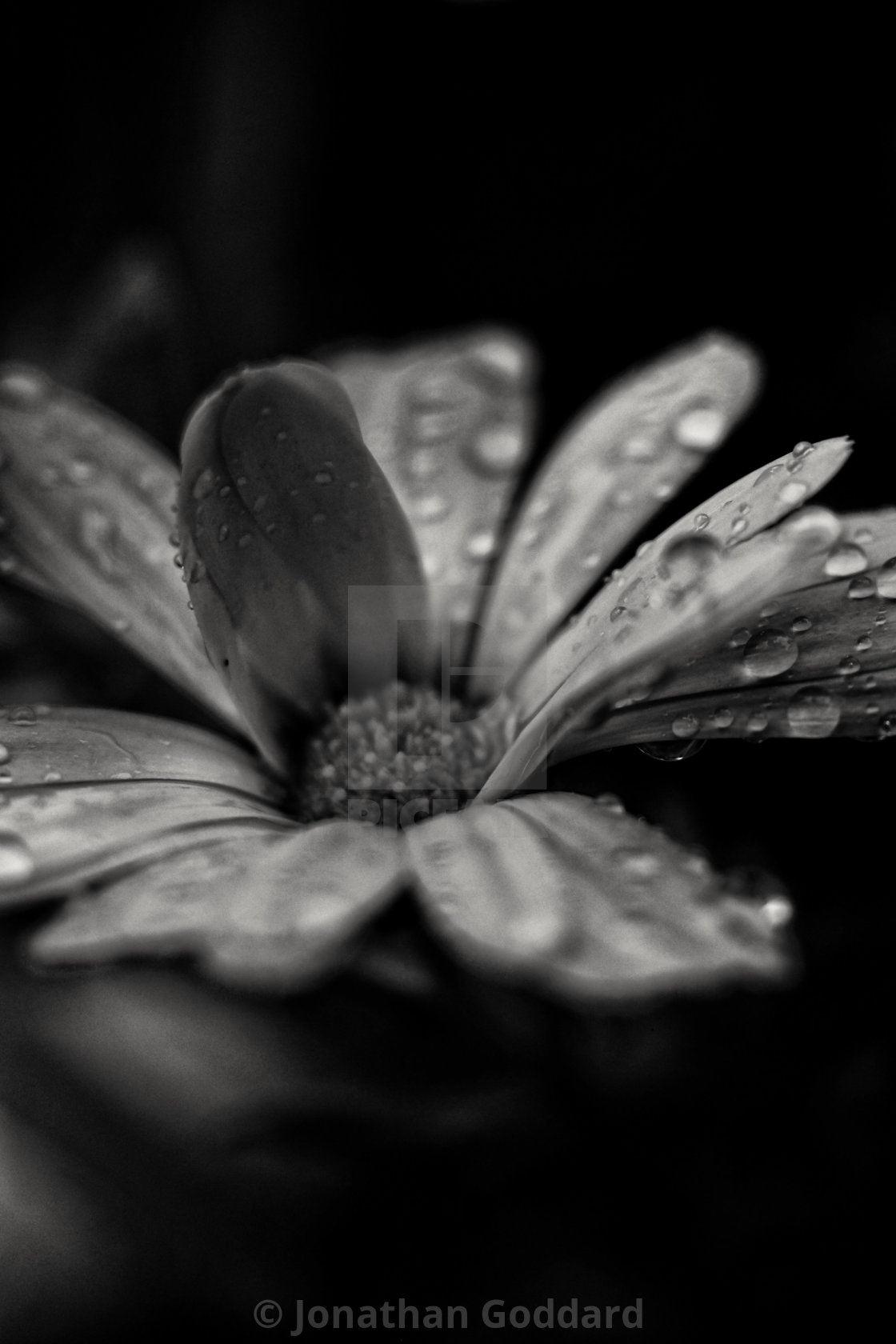 https www picfair com pics 05068190 dark daisy