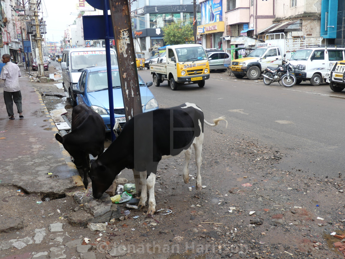 "Sacred Cows roaming the Street, Madurai" stock image
