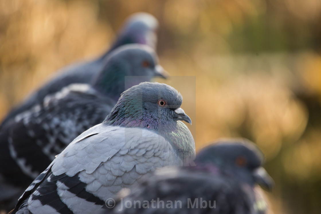 Pigeon License Download Or Print For 3 72 Photos Picfair