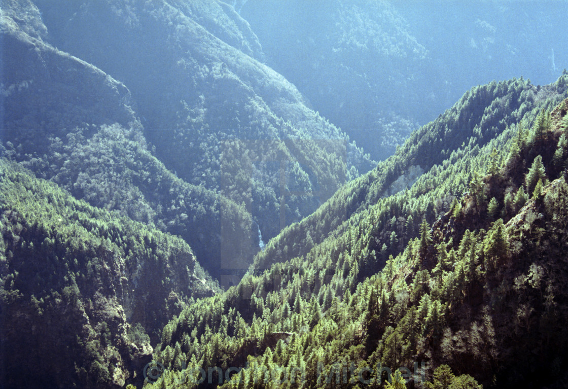 "Himalayan Pine Forest" stock image