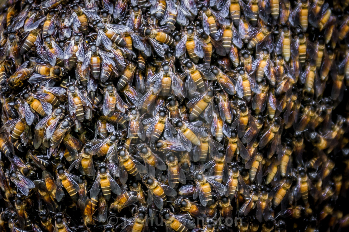 "Bees Bees Bees" stock image