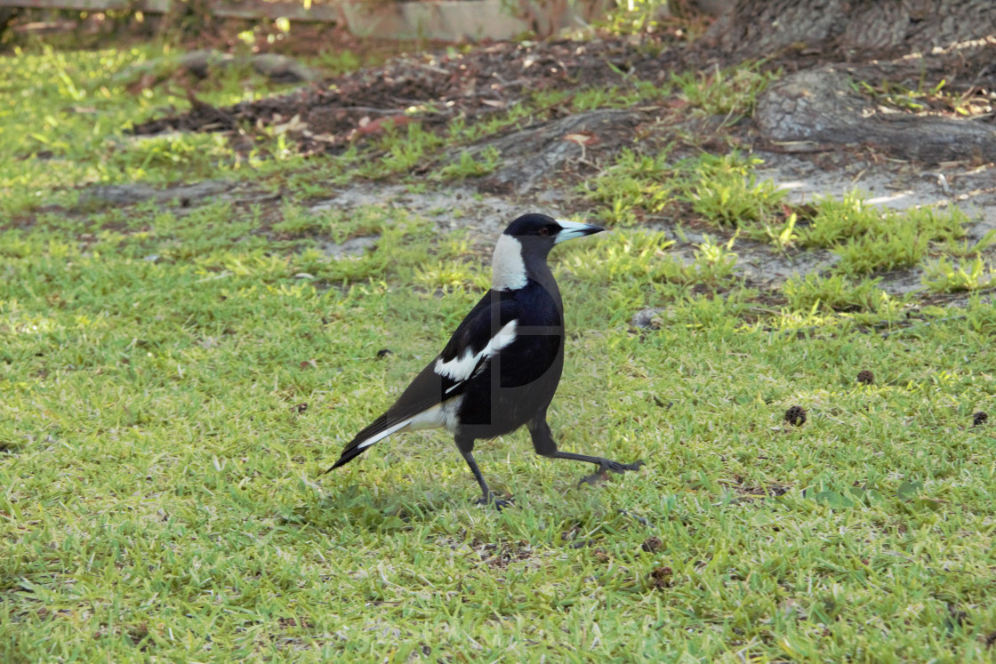 Just Out For A Stroll License Download Or Print For 12 40