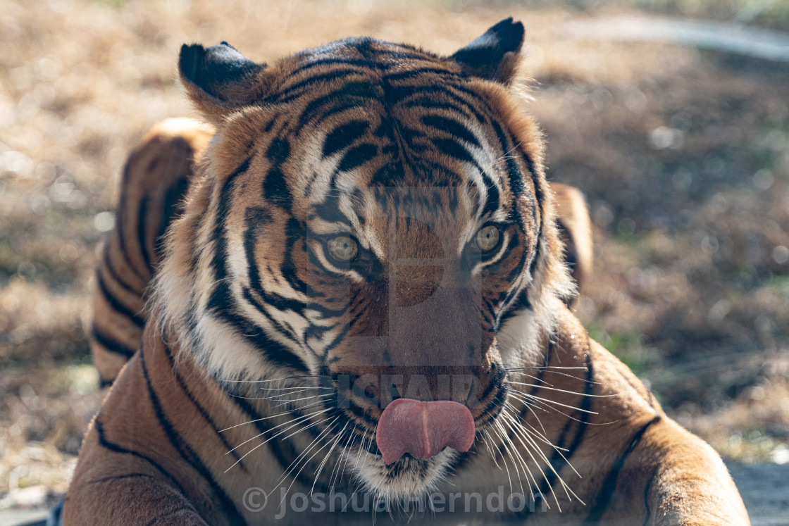 Tiger Tongue License Download Or Print For 9 92 Photos Picfair