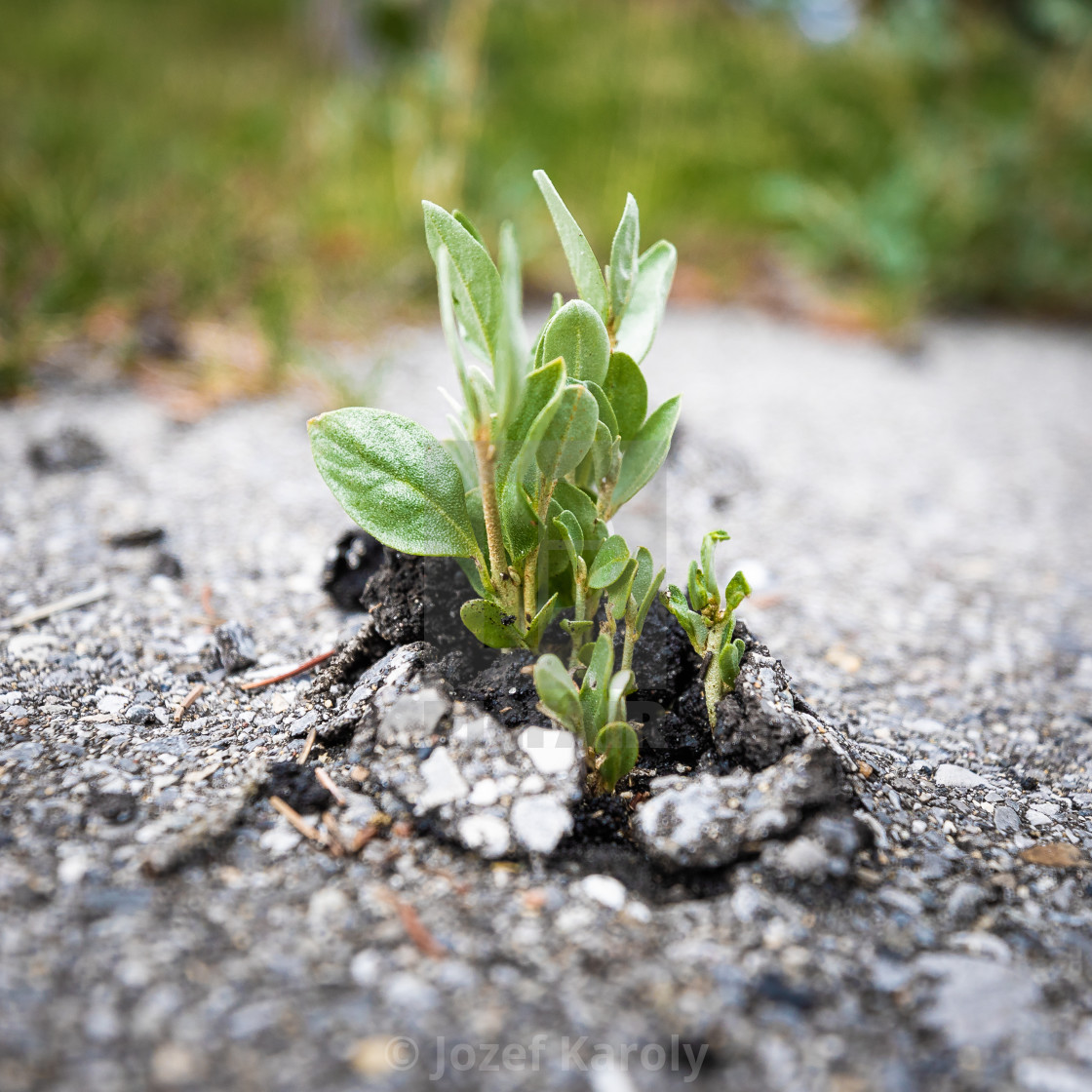 "The Power of Life" by Jozef Karoly - £12.40 "The Power of Life" stock image
