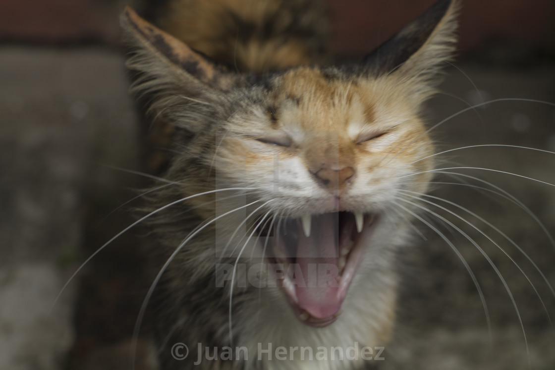 Funny Cat Face License Download Or Print For 1 24 Photos