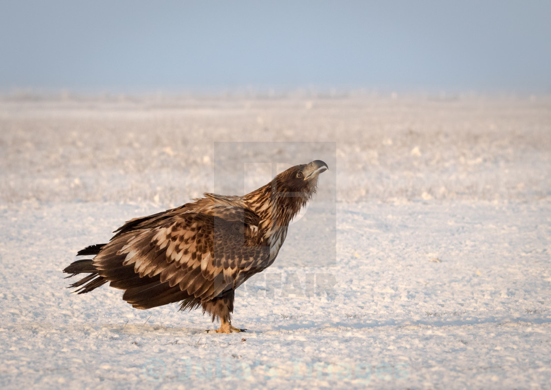 "White Tailed Eagle calling" stock image