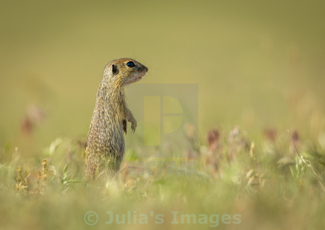 Suslik On The Lookout License Download Or Print For 19 00 Photos Picfair