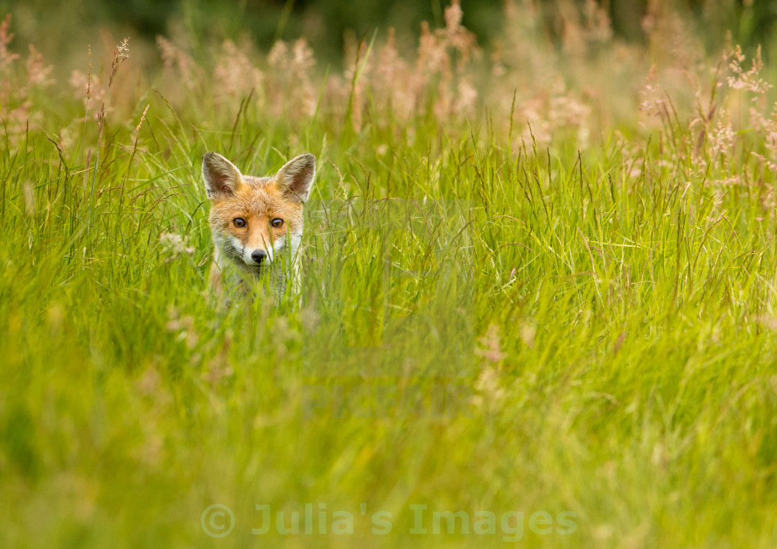 "Red Fox peering through the grass" stock image