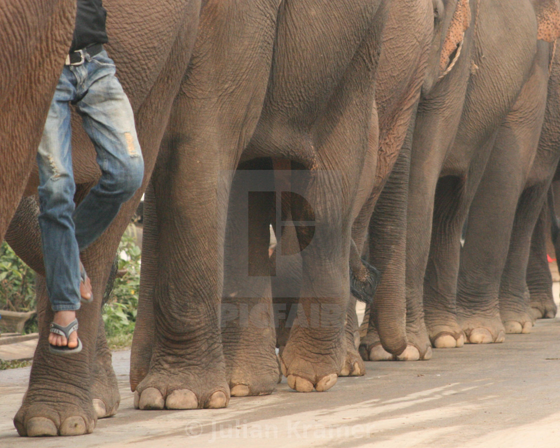 "Legs in line" stock image