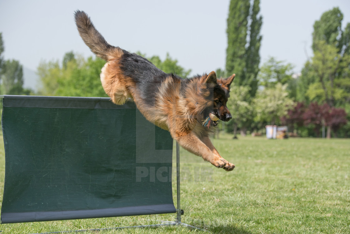 german shepherd agility competition