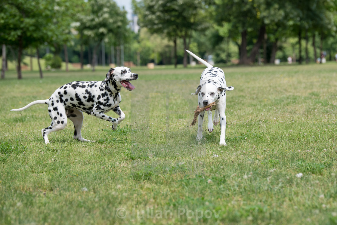 Two Young Beautiful Dalmatian Dogs Running License