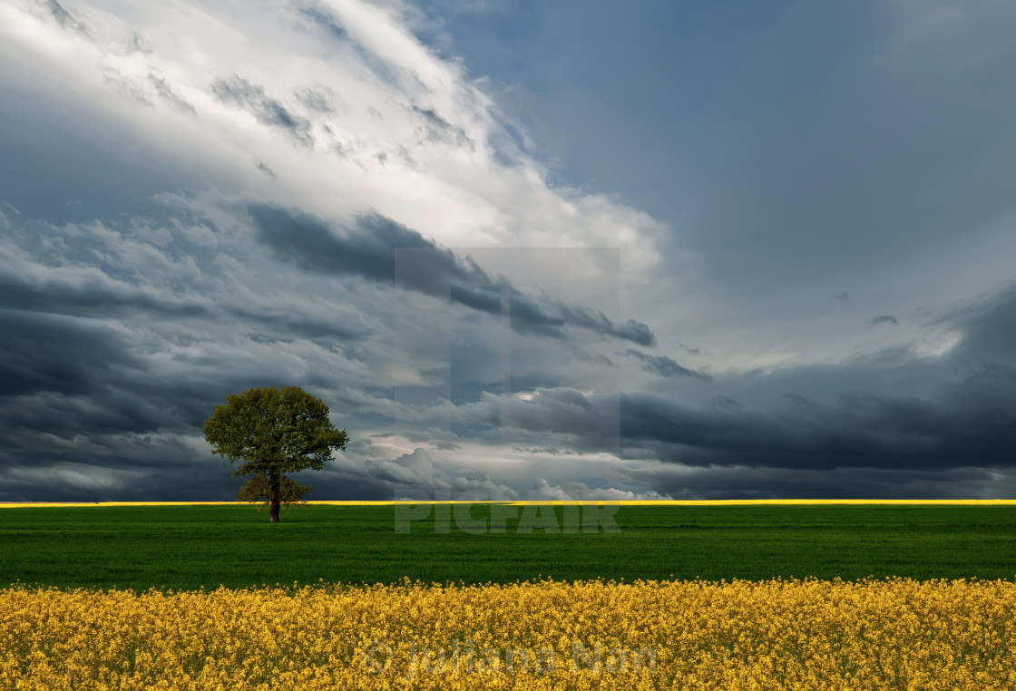 "One tree and perfect grass field,beautiful cloudscape.Yellow rapeseed." stock image