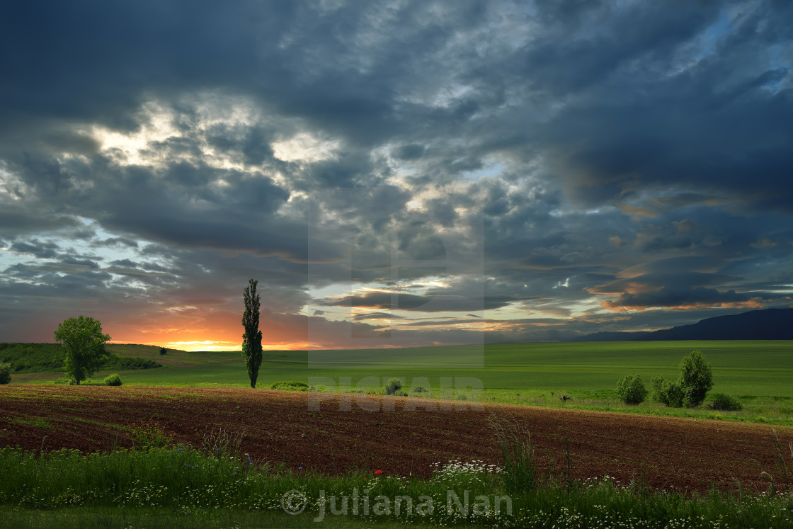 "Amazing Sunset and Wildflowers..." stock image