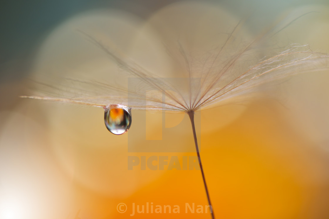 "Dandelion with Waterdrop on Orange Colorful Background..." stock image