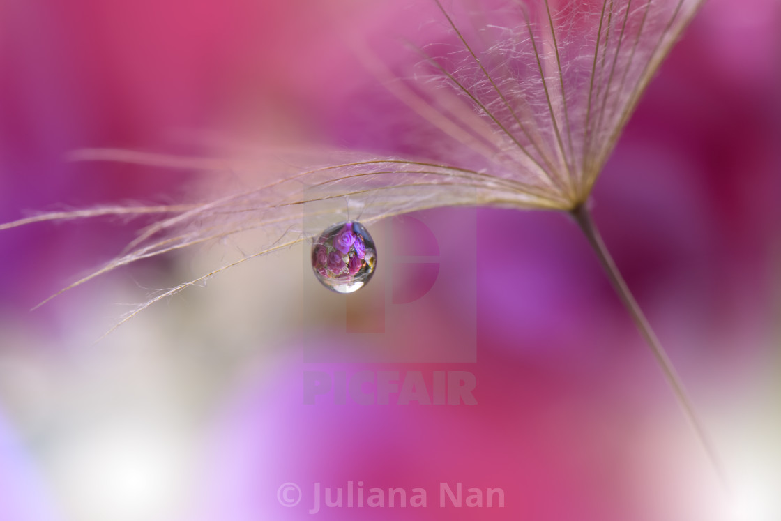 "Dandelion with Waterdrop on Purple Colorful Background..." stock image